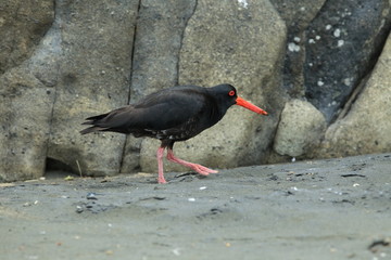 African oystercatcher or African black oystercatcher (Haematopus moquini), New Zealand 