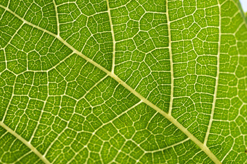 Mulberry leaves are detailed. Use as a design background.