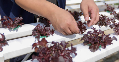 Vegetables organic and Hydroponic vegetables Cabbage growing in a farmer's field