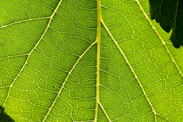 Mulberry leaves are detailed. Use as a design background.
