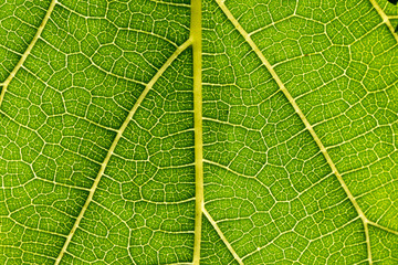Mulberry leaves are detailed. Use as a design background.