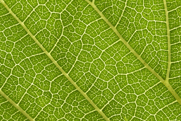 Mulberry leaves are detailed. Use as a design background.