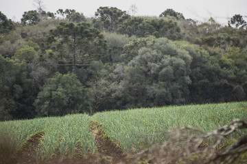 Obraz premium Garlic plantation, 'Freio Rogério' city / Brazil