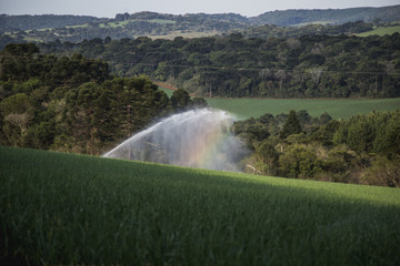 Irrigation of a garlic plantation, 'Freio Rogério' city / Brazil