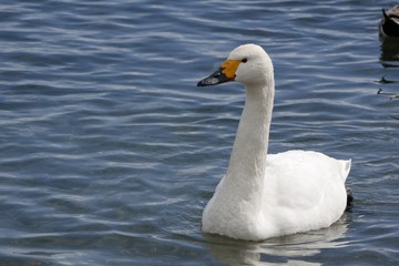 湖の白鳥