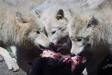 Obraz premium Arctic wolf (Canis lupus arctos)