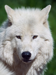 Arctic wolf (Canis lupus arctos)