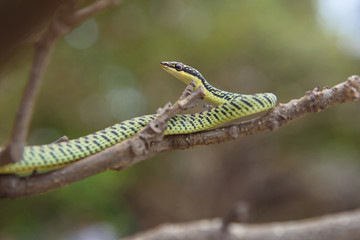 Snake Chrysopelea ornata
