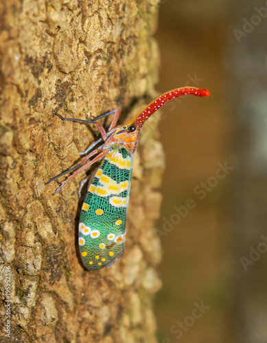 Butterfly Insect Nature Flower Animal Macro Green Bug
