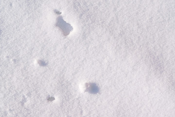 Texture of natural snow closeup illuminated by the sun in winter day, abstract background