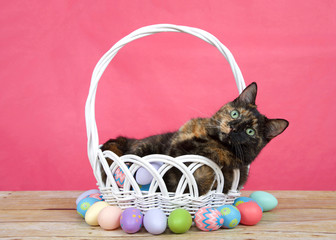 tortoiseshell tortie tabby cat laying in a white basket with easter eggs laying around on a wood table. Bright pink background.