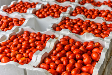 Tomatoes for sale at Queen Victoria Market in Melbourne, Australia