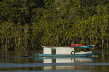 Traveling through Amazon by boat. A&ccedil;a&iacute; trees in the background.. Amazon / Brazil