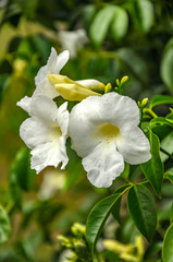 Allamanda, of the Dogbane family, they are native in tropical America.