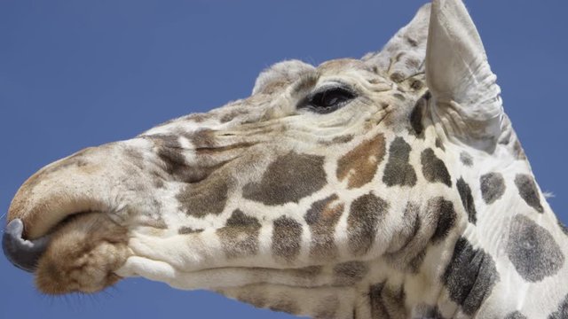 Giraffe extreme close up low angle