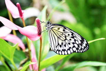 Schwarz-weißer Schmetterling an rosa Blüte 