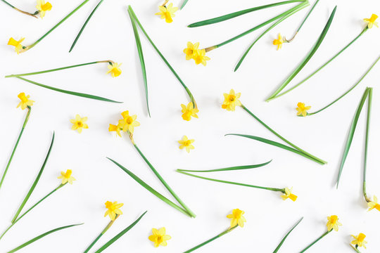 Flowers composition. Spring narcissus flowers on white background. Flat lay, top view