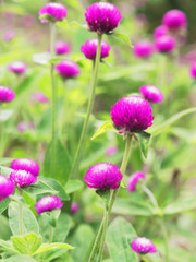 Fototapeta premium Purple Globe Amaranth flower with blurred background