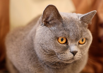 British cat looking around.