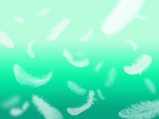 Fototapeta na wymiar feathers on a green background two