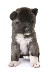 puppy american akita