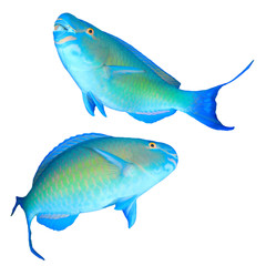 Obraz premium Parrotfish fish isolated on white background
