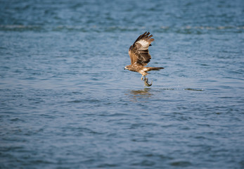 Black Kite (Milvus migrans)