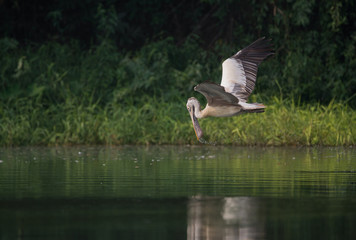 Spot-Billed Grey Pelican (Pelecanus philippensis)