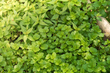 Fresh mint leaves in the organic garden