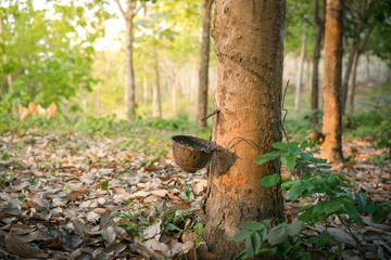 Natural rubber collecting from gashed rubber tree to harvesting bowl with green sunny forest on background