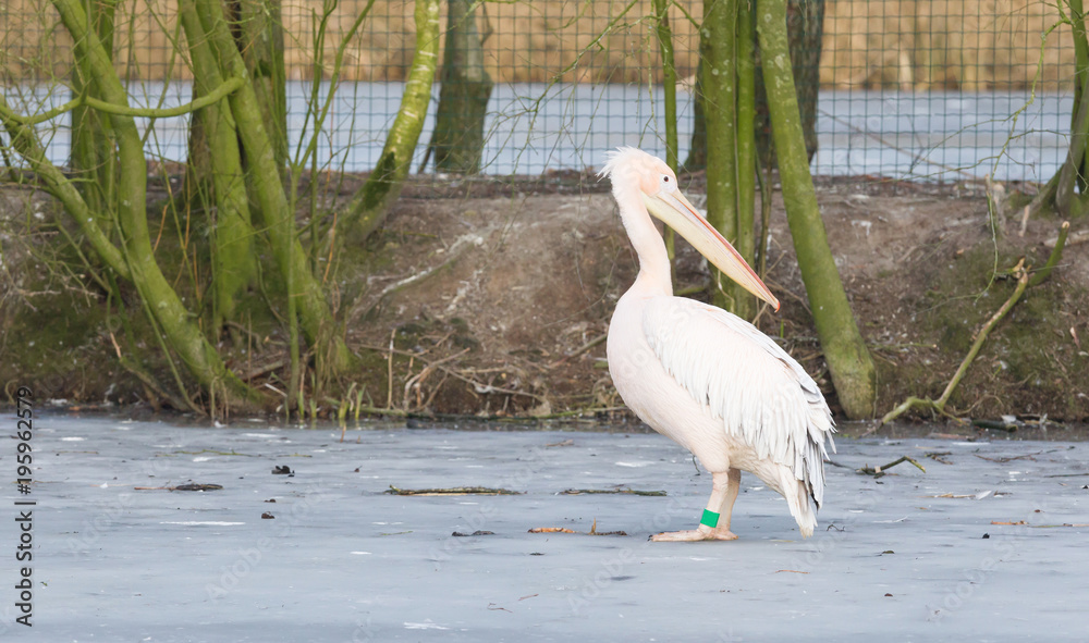 Canvas Prints Pelican standing on ice