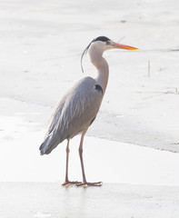 Blue heron standing on the ice