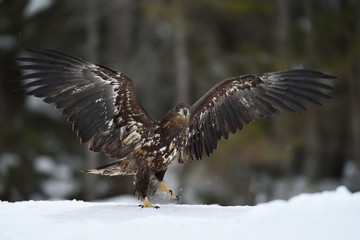 White tailed eagle walking on snow wings wide open