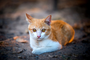 Close up Beautiful Orange Cat