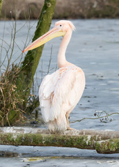 Pelican standing at a frozen pond