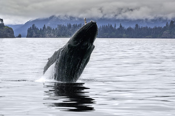 A big whale breaching in the Alaskan ocean near Seward with water splash in a grey cloudy day of...