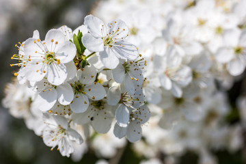 ein Baum mit weiße Kirschblüten bei schönem sonnigen Wetter