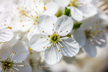 ein Baum mit weiße Kirschblüten bei schönem sonnigen Wetter