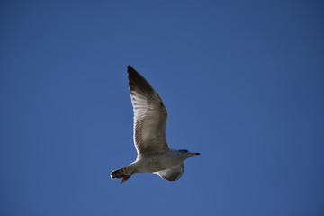 Ave volando