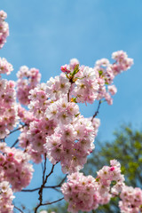 Viele schöne Blüten von der japanische Kirschblüte bei schönem sonnigen Wetter