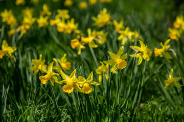 Obraz premium schönegelbe Narzissen (Osterglocken) im Frühling auf einer Wiese