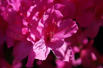 Fototapeten Azalee Pink Azalea flowers in Florida nature, closeup  © natalya2015