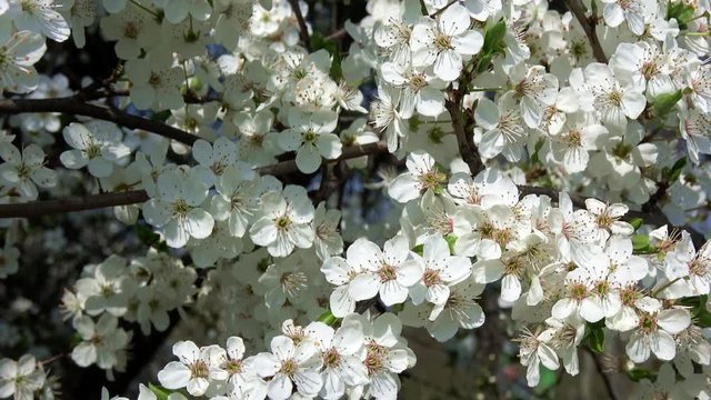 ein Baum mit wei&szlig;e Kirschbl&uuml;ten bei sch&ouml;nem sonnigen Wetter