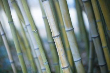 close up of bamboos joint