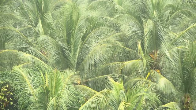 Green branches of coconut palm trees swaing in the wind in the tropical rain. Exotic Plants in stormy weather during the rainy season in southeast Asia. Cyclone covered the tourist areas of Thailand.