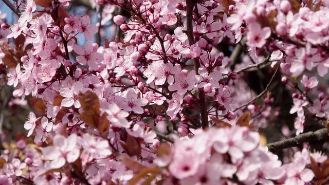 Japanische Kirschbl&uuml;te (Baum) bei sch&ouml;nem sonnigen Wetter gefilmt