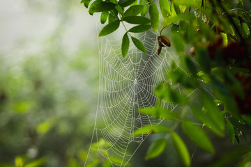 Spider web in the morning dew. Selective focus. Shallow depth of field.