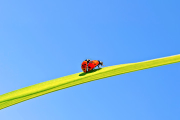 Ladybugs on background of blue sky