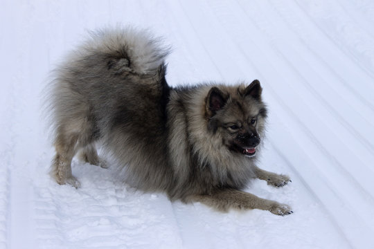  Dog of the breed Keeshond, Wolfspitz winter in the snow play