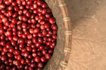 Fresh coffee bean in basket